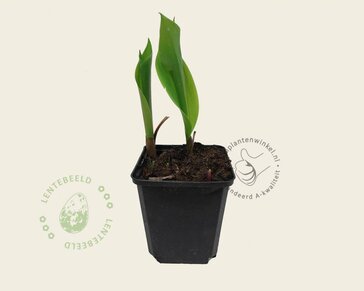 Convallaria majalis