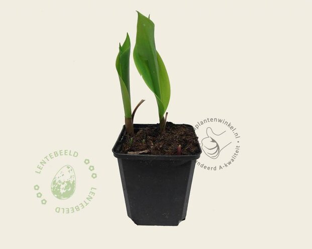 Convallaria majalis