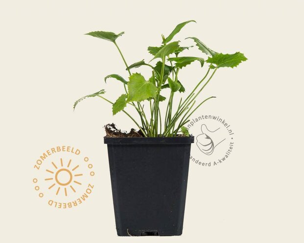 Doronicum orientale