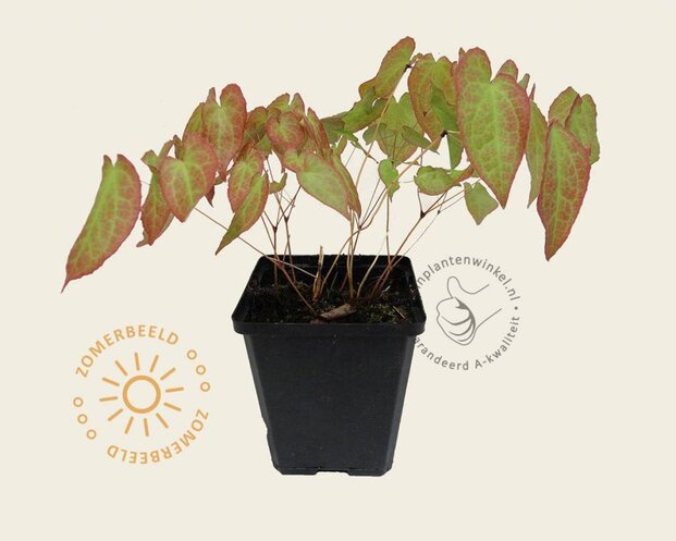 Epimedium rubrum