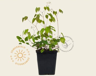 Epimedium youngianum 'Niveum'