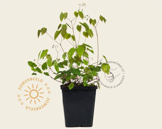 Epimedium youngianum 'Niveum'