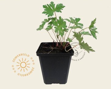 Geranium 'Johnson's Blue'