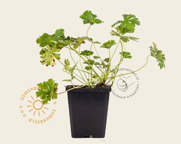 Geranium cantabrigiense 'Biokovo'