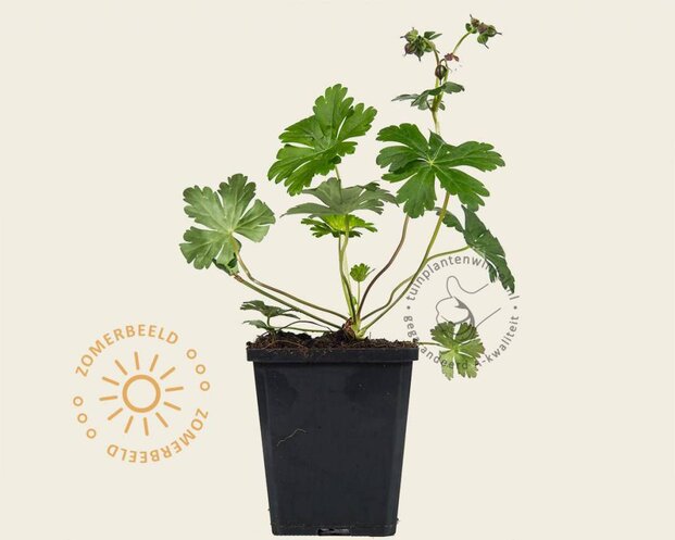 Geranium cantabrigiense 'Cambridge'
