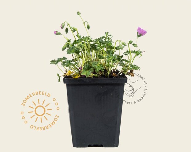 Geranium cinereum 'Ballerina'
