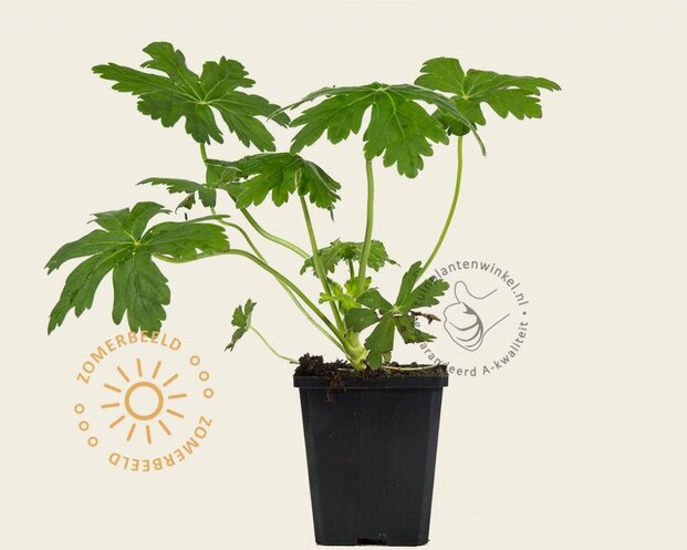 Geranium macrorrhizum 'Ingwersen's Variety'