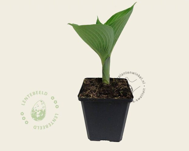 Hosta sieboldiana 'Elegans'