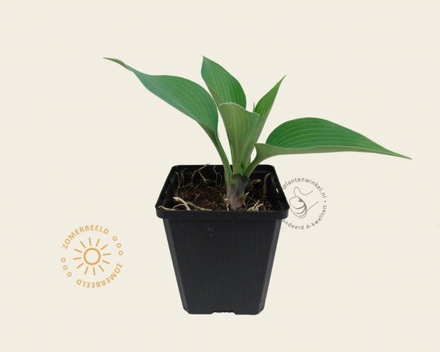 Hosta tardiana 'Halcyon'