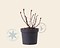 Hydrangea macrophylla 'Blaumeise' Foto 3