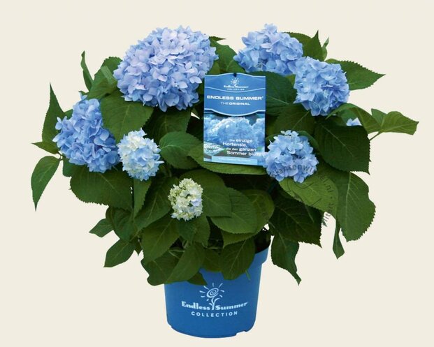 Hydrangea macrophylla 'Endless Summer Blue'