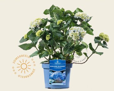 Hydrangea macrophylla 'Endless Summer Blue'