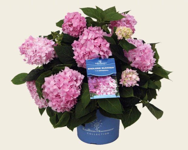 Hydrangea macrophylla 'Endless Summer Pink'