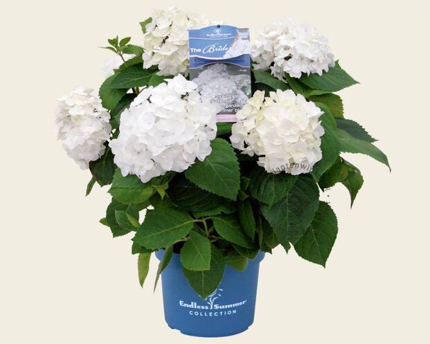 Hydrangea macrophylla 'Endless Summer The Bride'