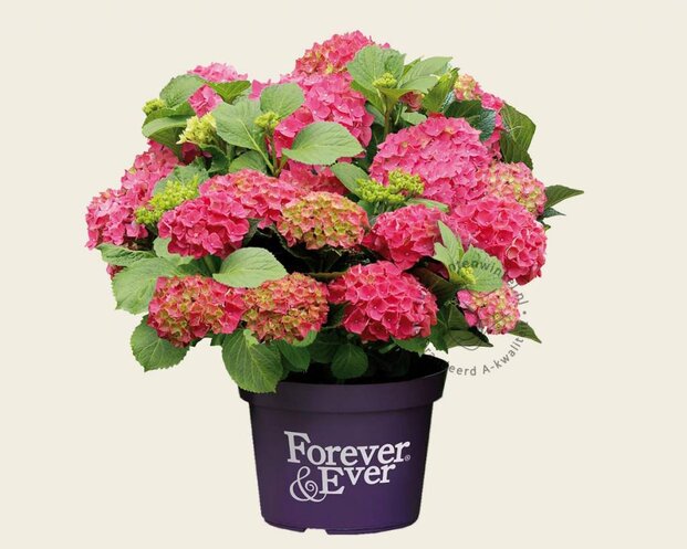 Hydrangea macrophylla 'Forever & Ever' (Rood)