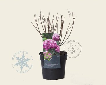 Hydrangea arborescens 'Invincibelle' (Pink Annabelle)
