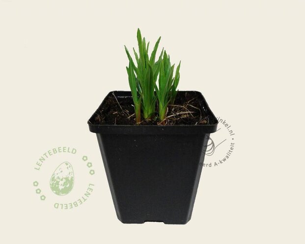 Liatris spicata 'Kobold'