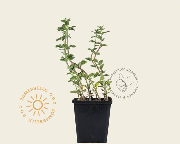 Nepeta faassenii 'Six Hills Giant'