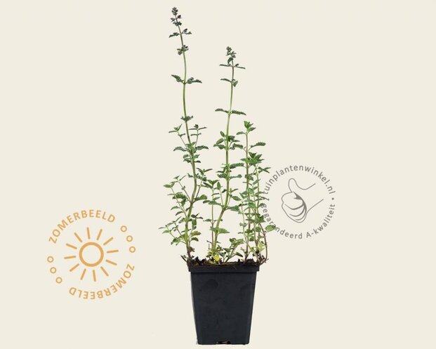 Nepeta faassenii