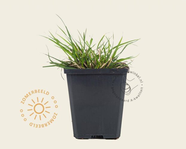 Pennisetum alopecuroides 'Little Bunny'