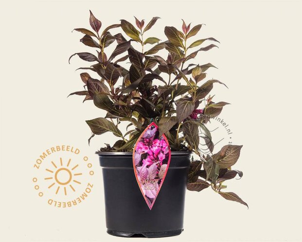 Weigela florida 'Minor Black'
