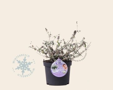 Buddleja davidii 'White Chip'