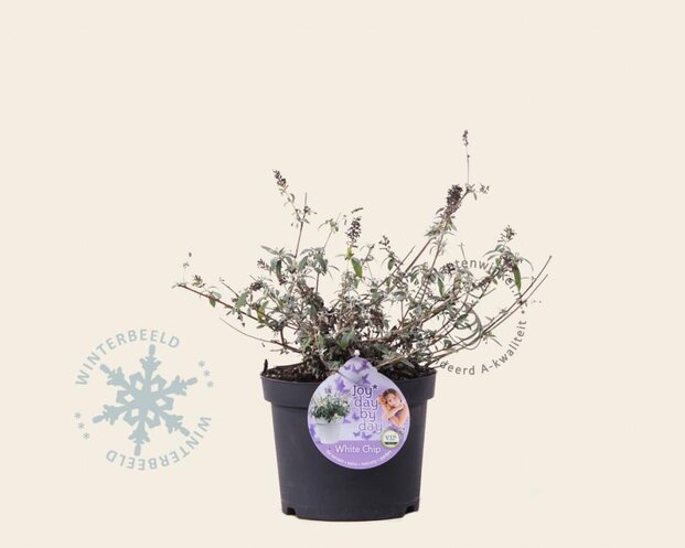 Buddleja davidii 'White Chip'