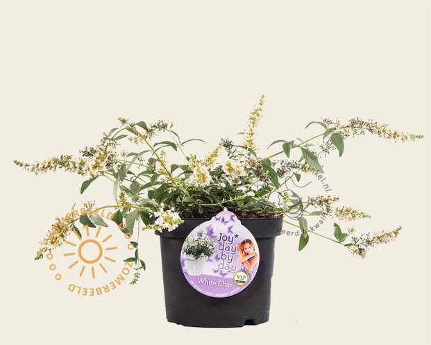 Buddleja davidii 'White Chip'