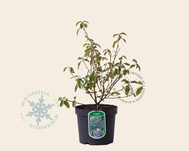 Ceanothus delilianus 'Gloire de Versailles'