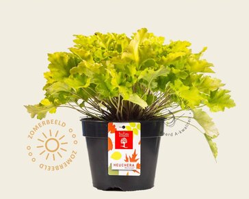 Heuchera 'Lime Marmalade'