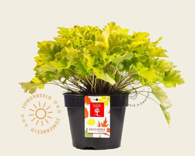Heuchera 'Lime Marmalade'