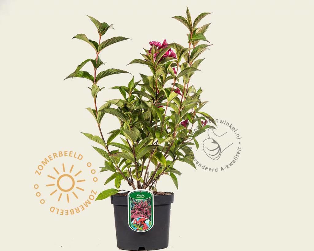 Weigela florida 'Bristol Ruby'