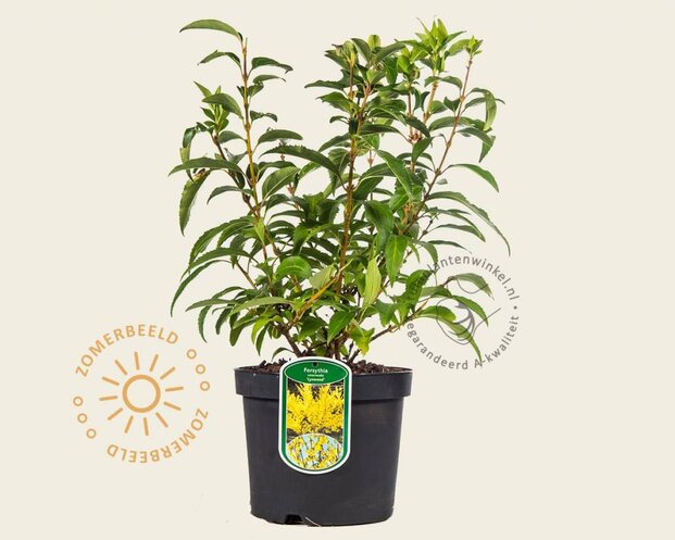 Forsythia intermedia 'Lynwood'