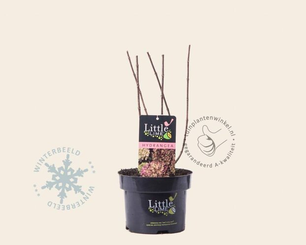 Hydrangea paniculata 'Little Lime'