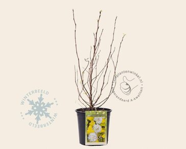Physocarpus opulifolius 'Dart's Gold'