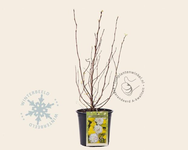 Physocarpus opulifolius 'Dart's Gold'