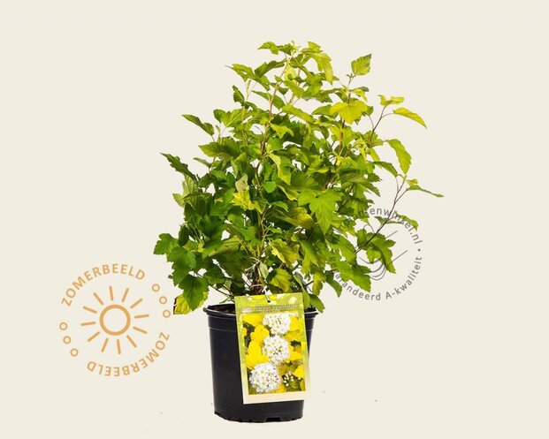 Physocarpus opulifolius 'Dart's Gold'