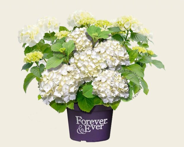 Hydrangea macrophylla 'Forever & Ever' (Wit)