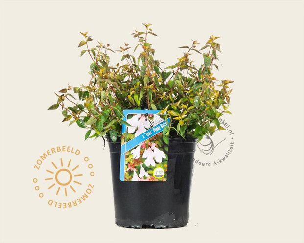 Abelia 'Pinky Bells'