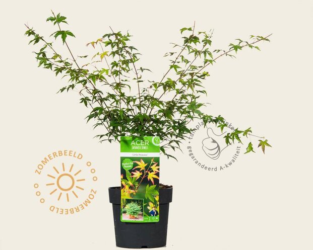 Acer palmatum 'Little Princess'