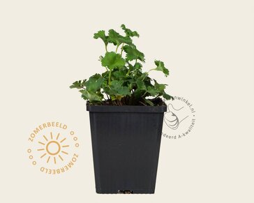Alchemilla erythropoda