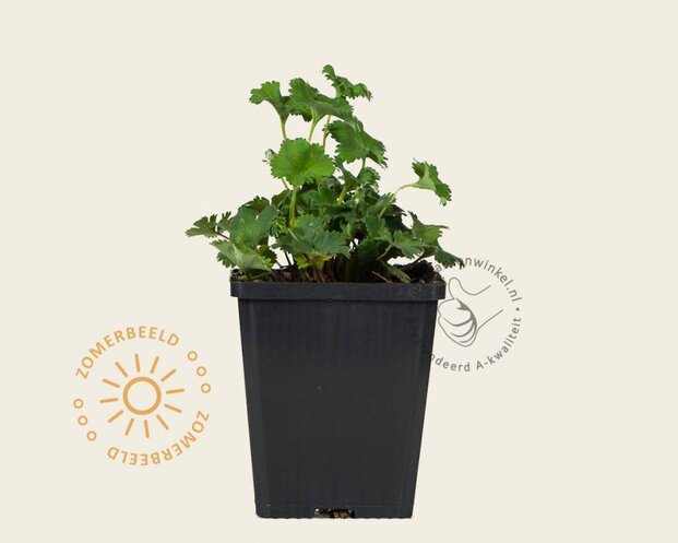 Alchemilla erythropoda