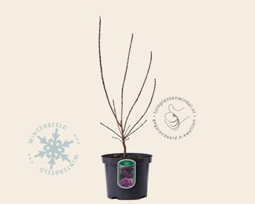 Cotinus coggygria 'Royal Purple'