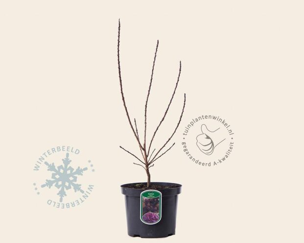Cotinus coggygria 'Royal Purple'