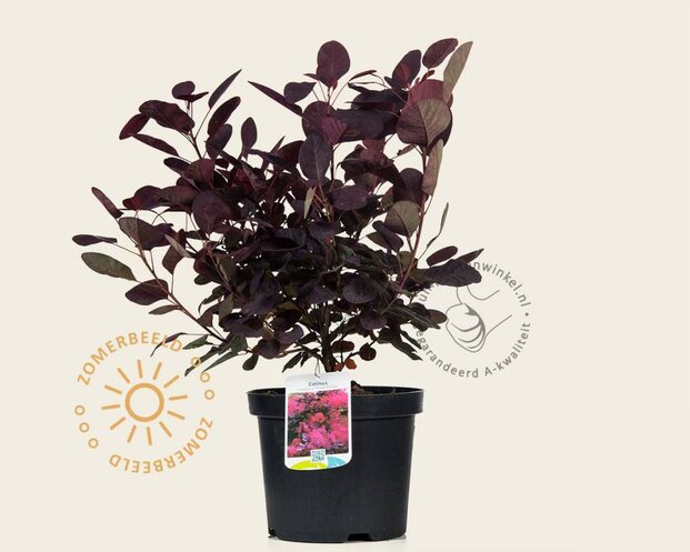 Cotinus coggygria 'Royal Purple'