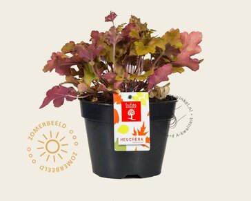Heuchera 'Marmalade'