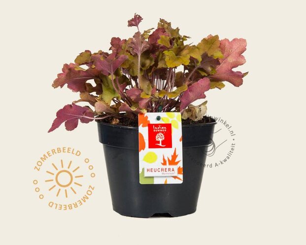 Heuchera 'Marmalade'