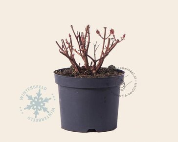 Hypericum 'Magical White'