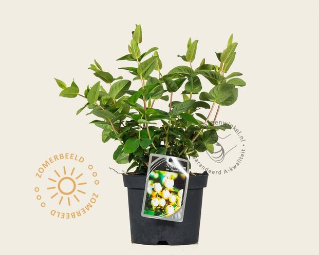 Hypericum 'Magical White'