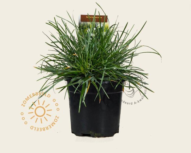 Sesleria caerulea